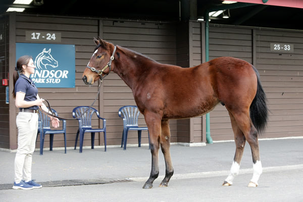 Lot 59, a colt from the first crop of Windsor Park Stud’s Profondo Photo: Trish Dunell