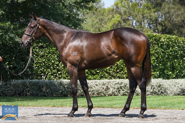 Wootton Bassett (GB) half-sister to Arabian Summer at the Magic Millions