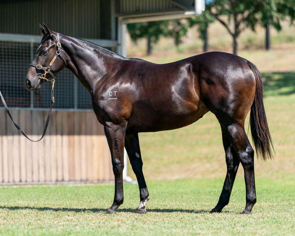 Cracking Brazen Beau filly at the Premier