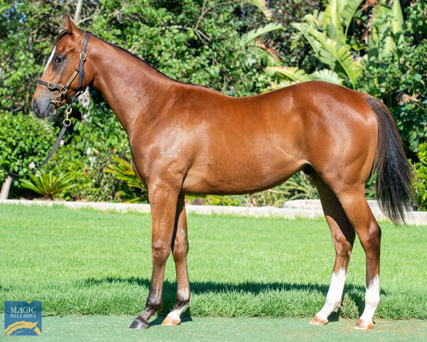 Safeguard half brother to Pixie Chix to sell at Perth Magic Millions