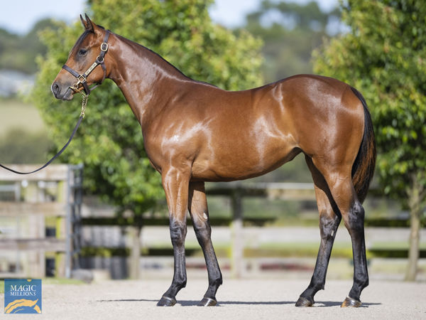 Musk Creek offer this Zoustar half-sister to Spritualised at the Magic Millions