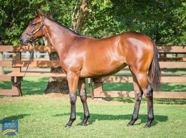 King's Legacy half-sister to Not An Option at the Magic Millions