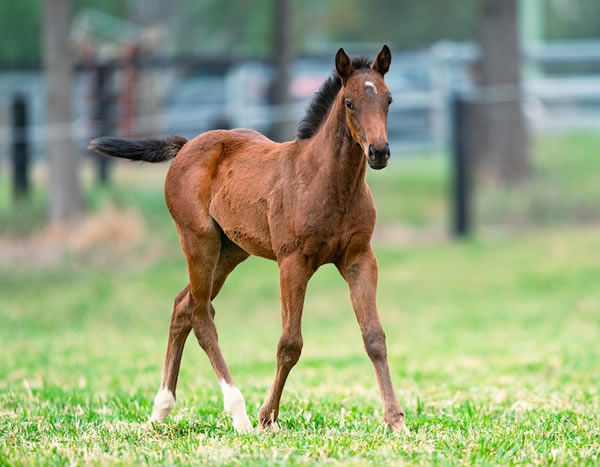 Exceedance filly from SW Loved Up.