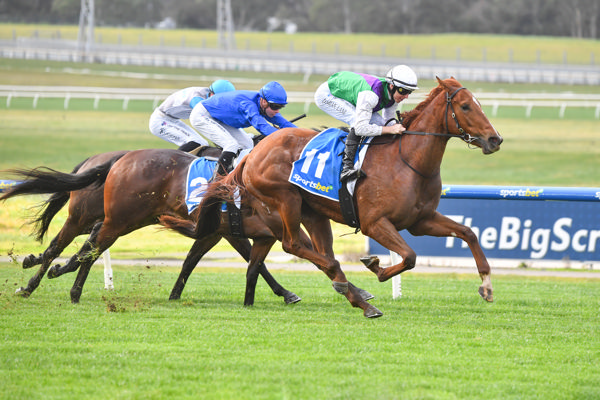 Lovelycut wins a shade cosily (image Pat Scala/Racing Photos)