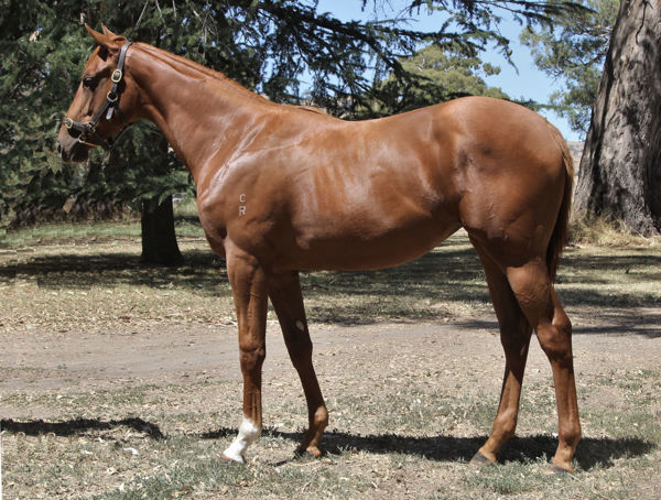 Lovelycut a $50,000 Inglis Premier yearling