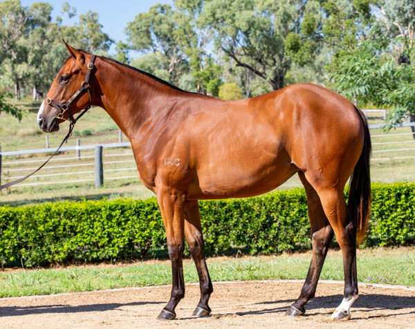 Lovey a $230,000 Inglis Classic yearling