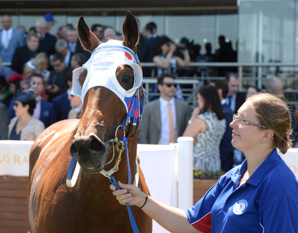 Lumosty after dead-heating with Eclair Choice in the Caulfield Sprint (image Racing Photos)