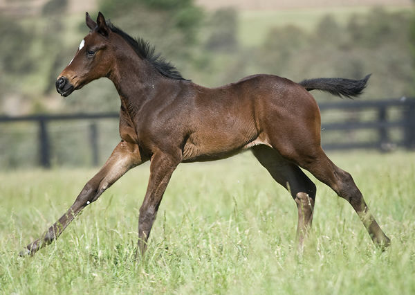 Anders dam Madame Andree was a finalist in the 2009 Breednet Favourite Foal of the Yearr