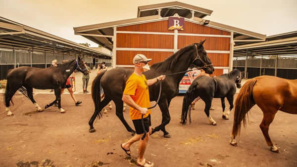 Magic Millions complex has been a haven for horses fleeing the fires.