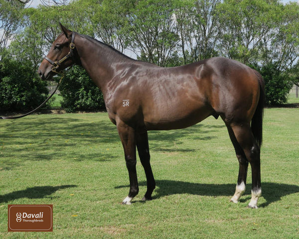 The $375,000 Magna Grecia (IRE) half-brother to Chain Of Lightning