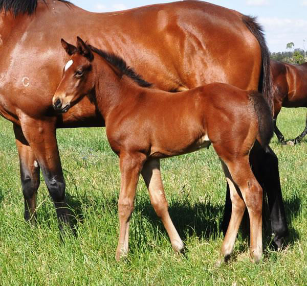 Foaled at Coolmore as was her sire, Maha is the fourth winner for Pride of Dubai