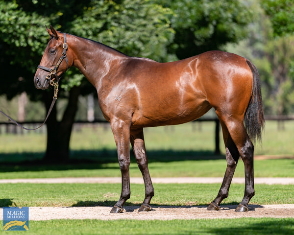 Makena a $440,000 Magic Millions yearling