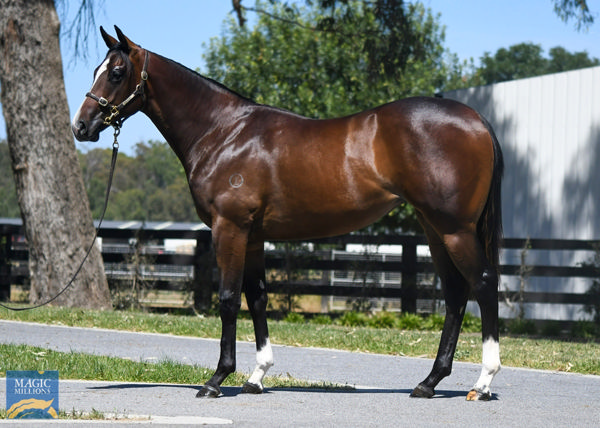 Manolo Bling a $340,000 Magic Millions yearling