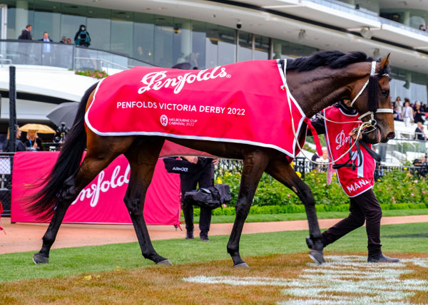 $1.5million earning Victoria Derby winner Manzoice has also been  gelded - image Grant Courtney