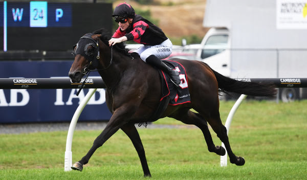 Sam Weatherley drives Maria Farina to victory in the Gr.3 Haunui Farm King’s Plate (1200m) at Ellerslie.  Photo: Kenton Wright (Race Images)