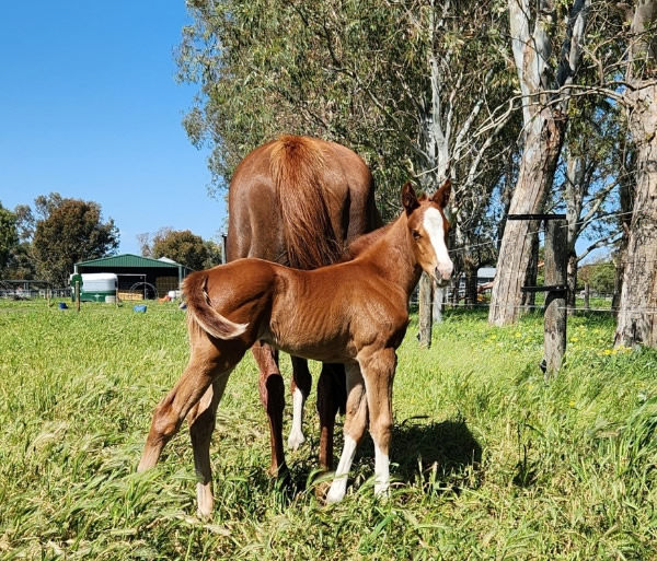 Marine One colt from Go Daisy.