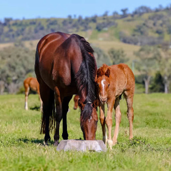 Maurice (Jpn) x Yearning colt