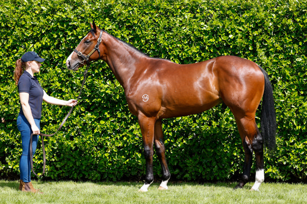 Mayne a $725,000 purchase at the NZB Ready to Run Sale