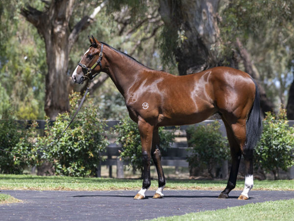 Mayne a $90,000 Inglis Premier yearling