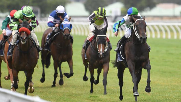 Mazzolino  (right) is too tough for her rivals as she takes out the Gr.3 NZ Bloodstock Desert Gold Stakes (1600m) Photo: Race Images – Peter Rubery