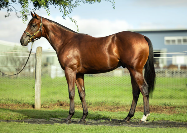 Media World a $1,400,000 Inglis Easter yearling