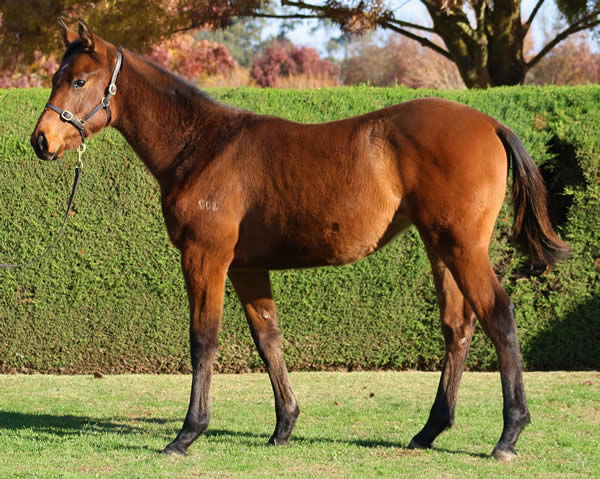 Megamea a $5,000 Inglis Great Southern Weanling 
