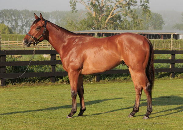 A $120,000 Inglis Classic yearling, Megastar Heart sold for a sale-topping $825,000 at the NZB Ready To Run Sale 
