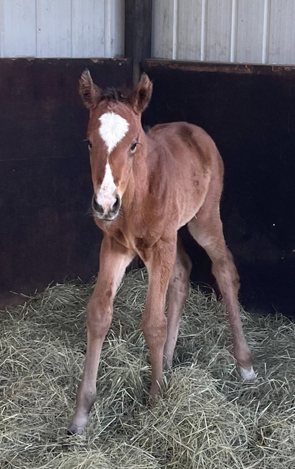 Born on Saturday morning, this Militarize filly from Anyana (GB). 
