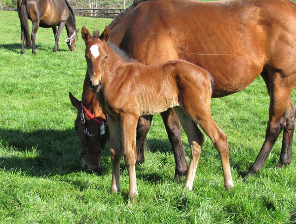 Militarize was foaled in New Zealand at Haunui Farm.