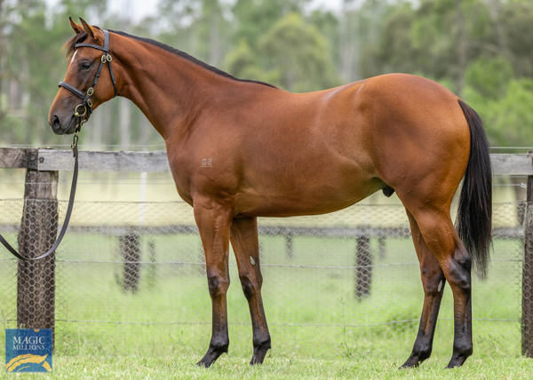 Militarize a $550,000 Magic Millions yearling
