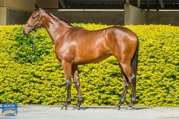 Miss Emma a $45,000 Magic Millions National Sale yearling