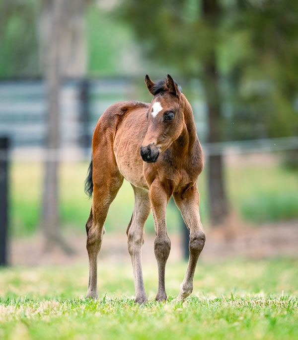 Exceedance filly from G2 winner Miss Gunpowder