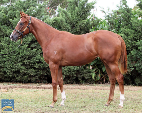 Mission Of Love a $120,000 March Magic Millions yearling