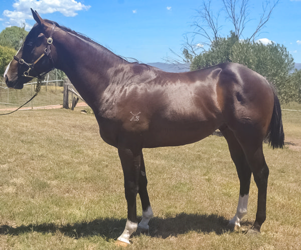 Mister Bianco a $70,000 Inglis Classic yearling