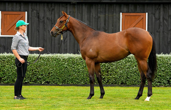 Misting a $160,000 Karaka yearling