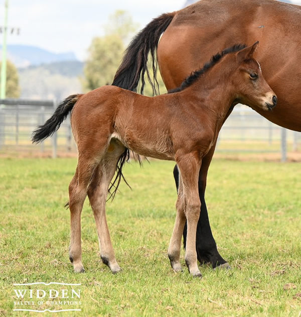 Rebel Dane filly from Mistress Mouse.
