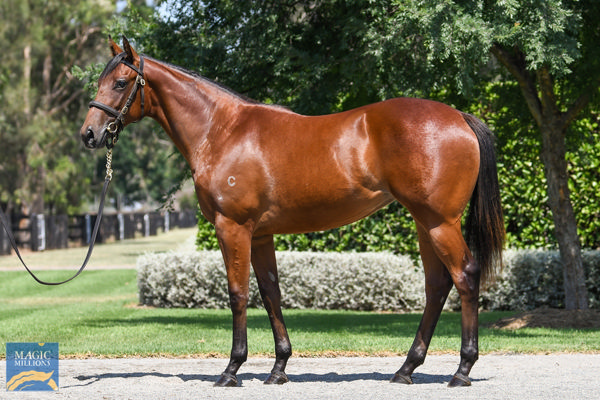 $800,000 Wootton Bassett (GB) filly from Champagne Cuddles.