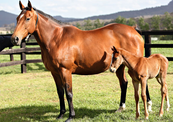 Mnemosyne with her future stakes winning son Forget (image Mark Smith)