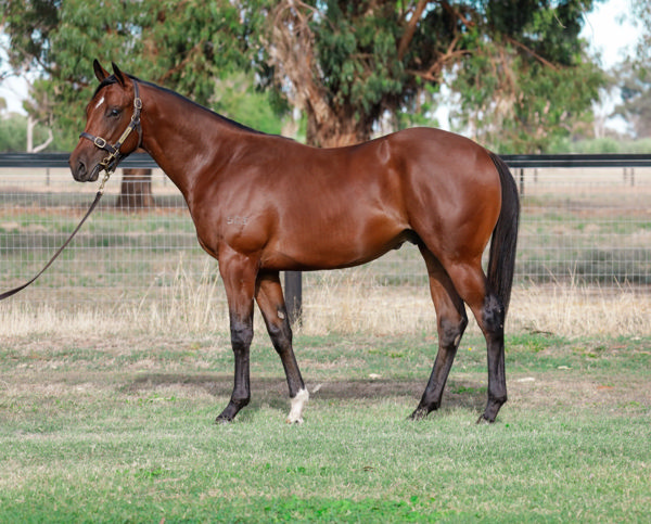Moby Dick a $200,000 Inglis Premier yearling