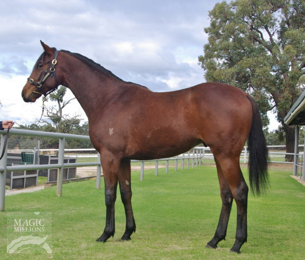 Mood Swings a $7,000 Magic Millions Perth Winter yearling