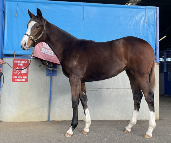 Moorlands Miss when sold as a weanling