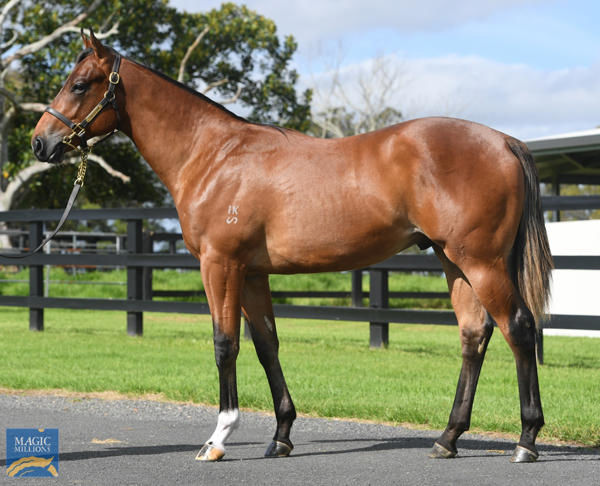 Moravia an $800,000 Magic Millions yearling