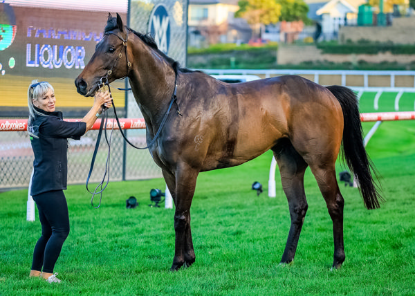 A typically imposing son of Shalaa (image Grant Courtney)