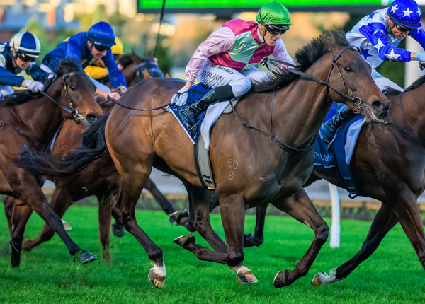 Mornington Glory unleashes (image Grant Courtney)