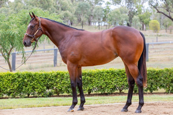 Moulin Miss a $170,000 Inglis Premier yearling