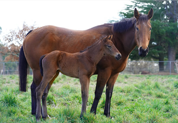 Mo'Unga colt with his dam Emphatically. 
