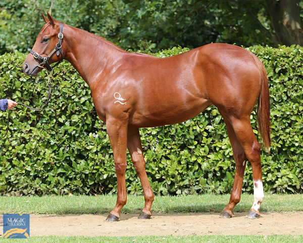 Movader a $190,000 Magic Millions yearling