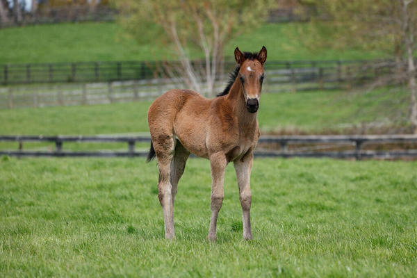 Mr Mozart filly from Just a Floozie.