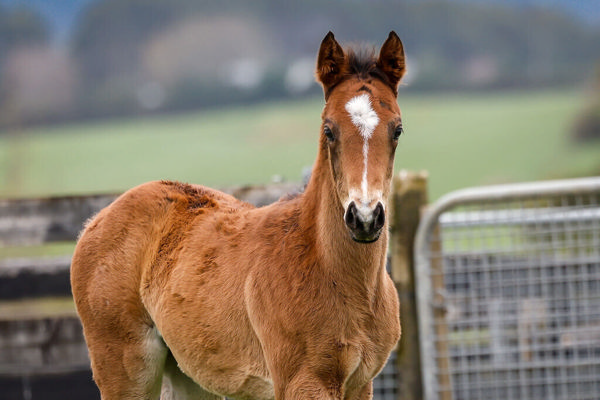 Mr Mozart filly from Morse Code.