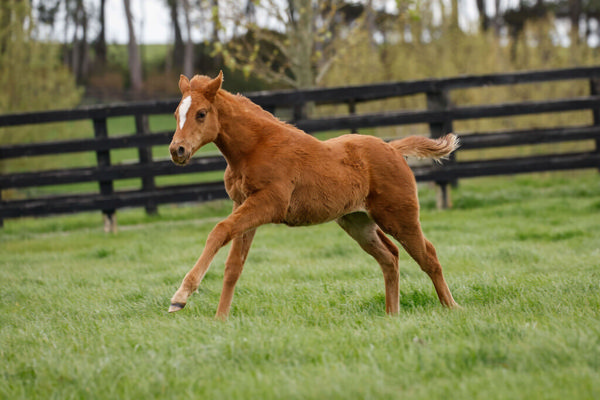 Mr Mozart filly from Qdos.